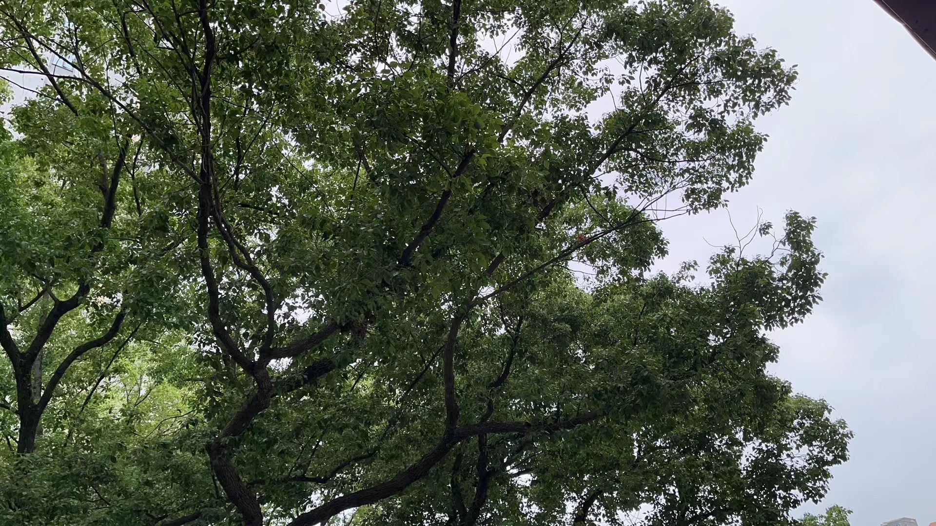 2023年06月15日 @游侠 投稿 拍摄于宁波