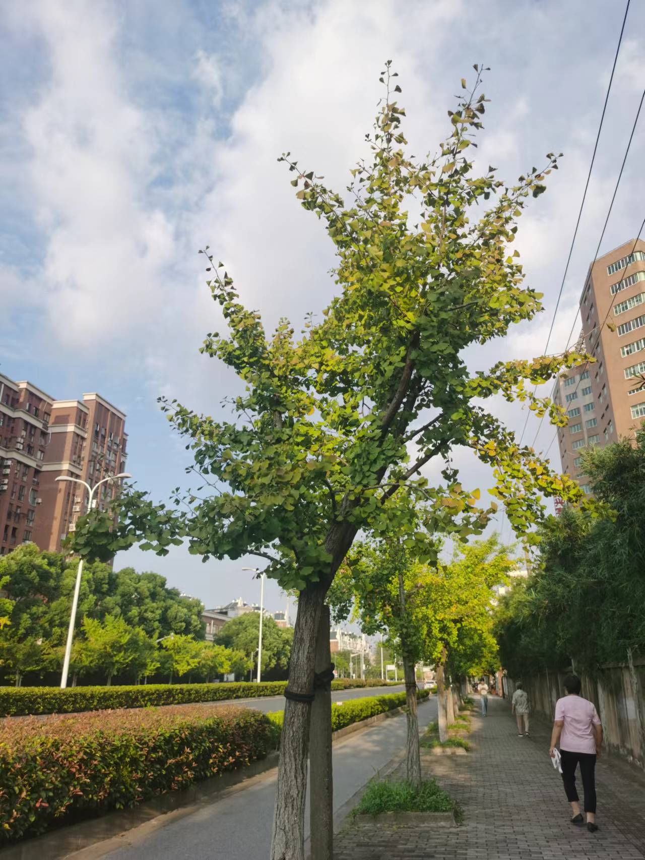 2022年09月19日 清荷煮茶 投稿 拍摄于上海