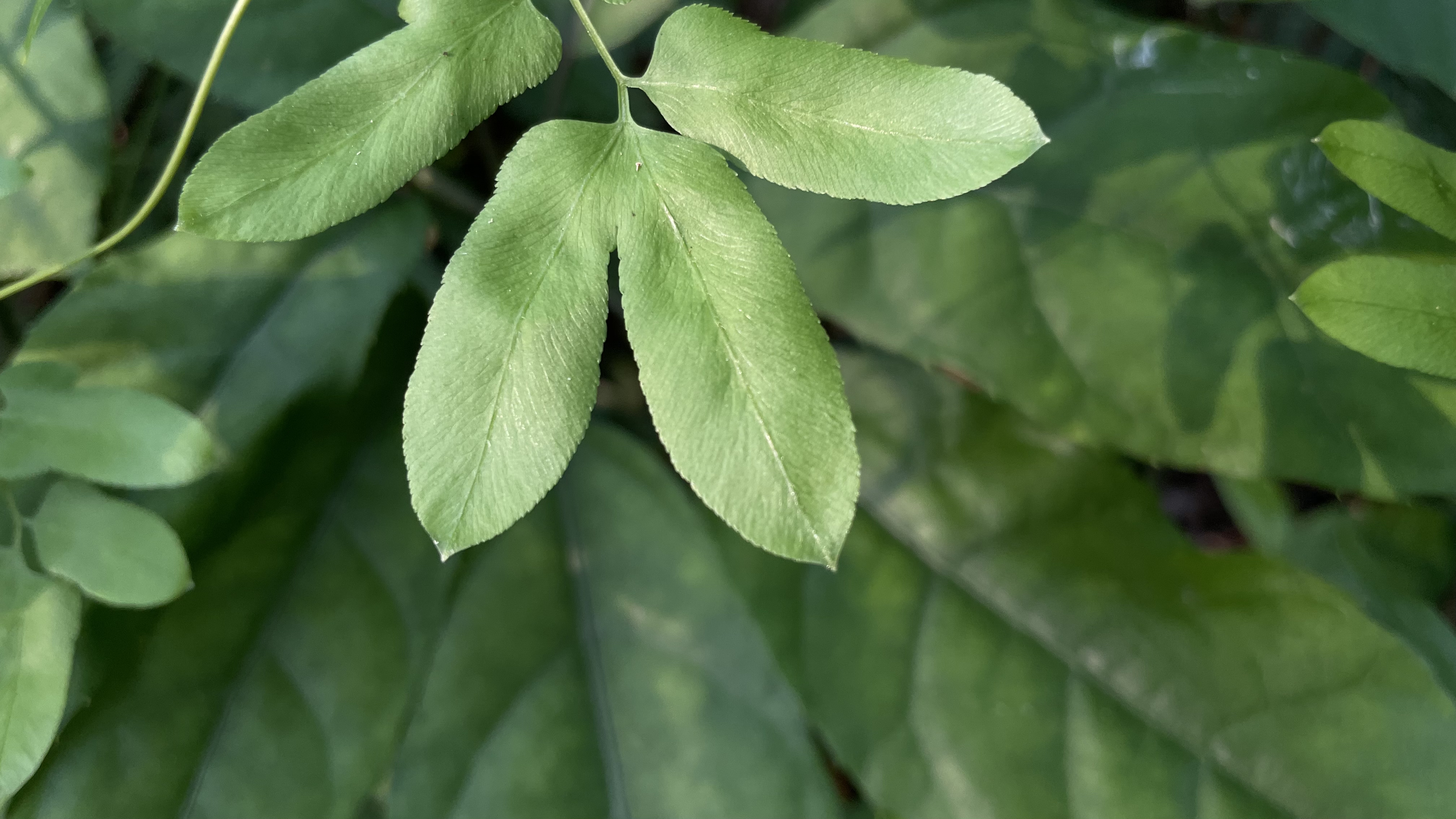 2022年09月24日 宇子 投稿 拍摄于深圳