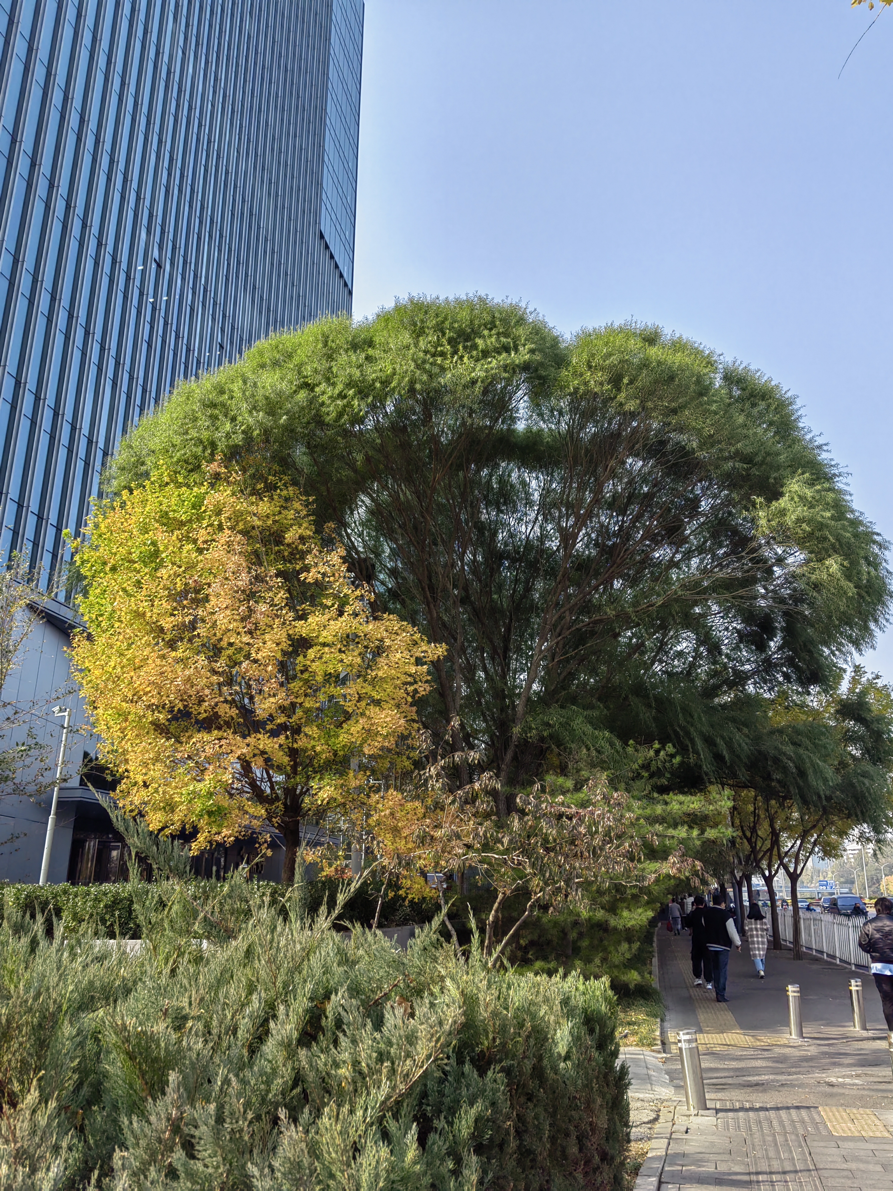 2022年11月10日 雨滢 投稿 拍摄于北京