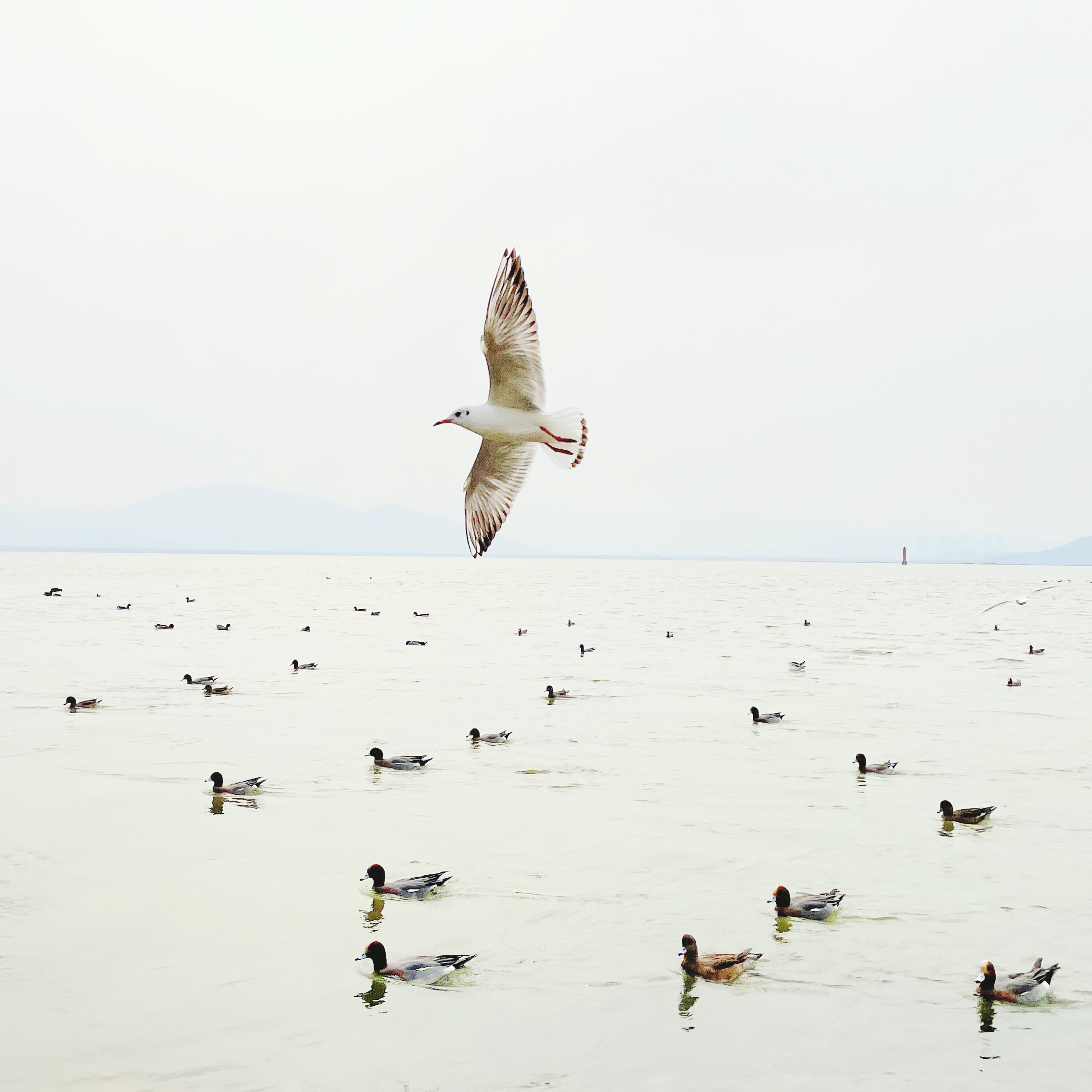 2023年03月04日 宇子 投稿 拍摄于深圳