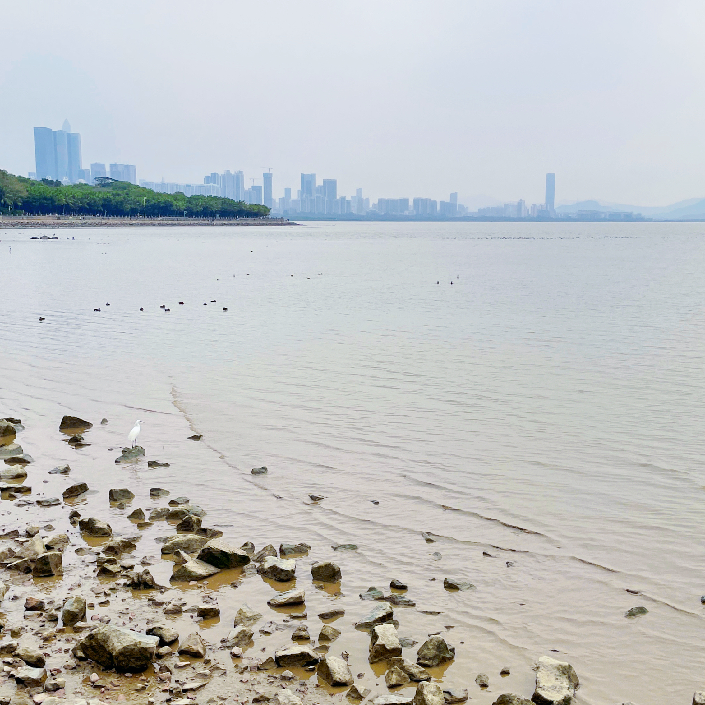 2023年03月04日 宇子 投稿 拍摄于深圳