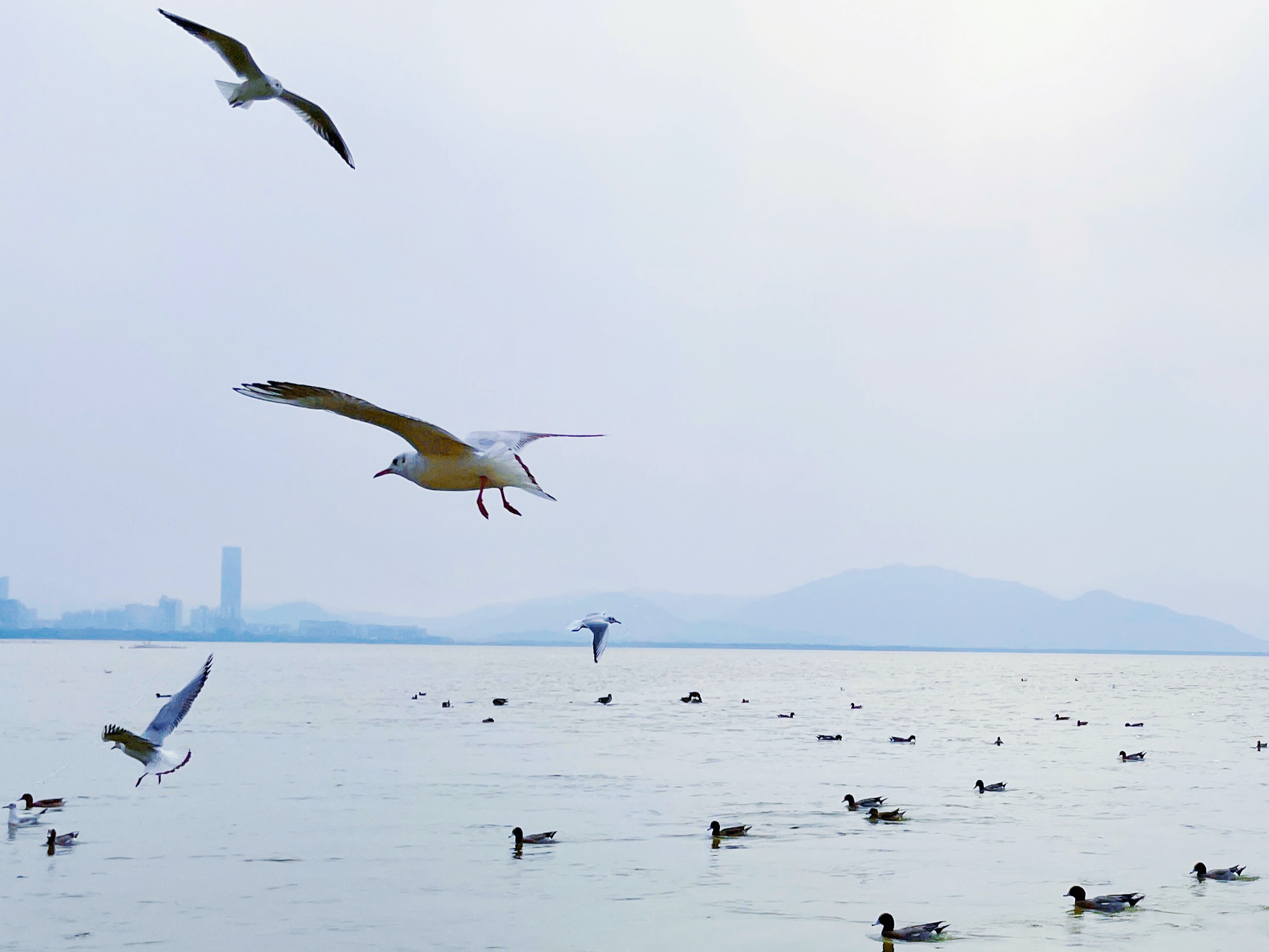 2023年03月04日 宇子 投稿 拍摄于深圳