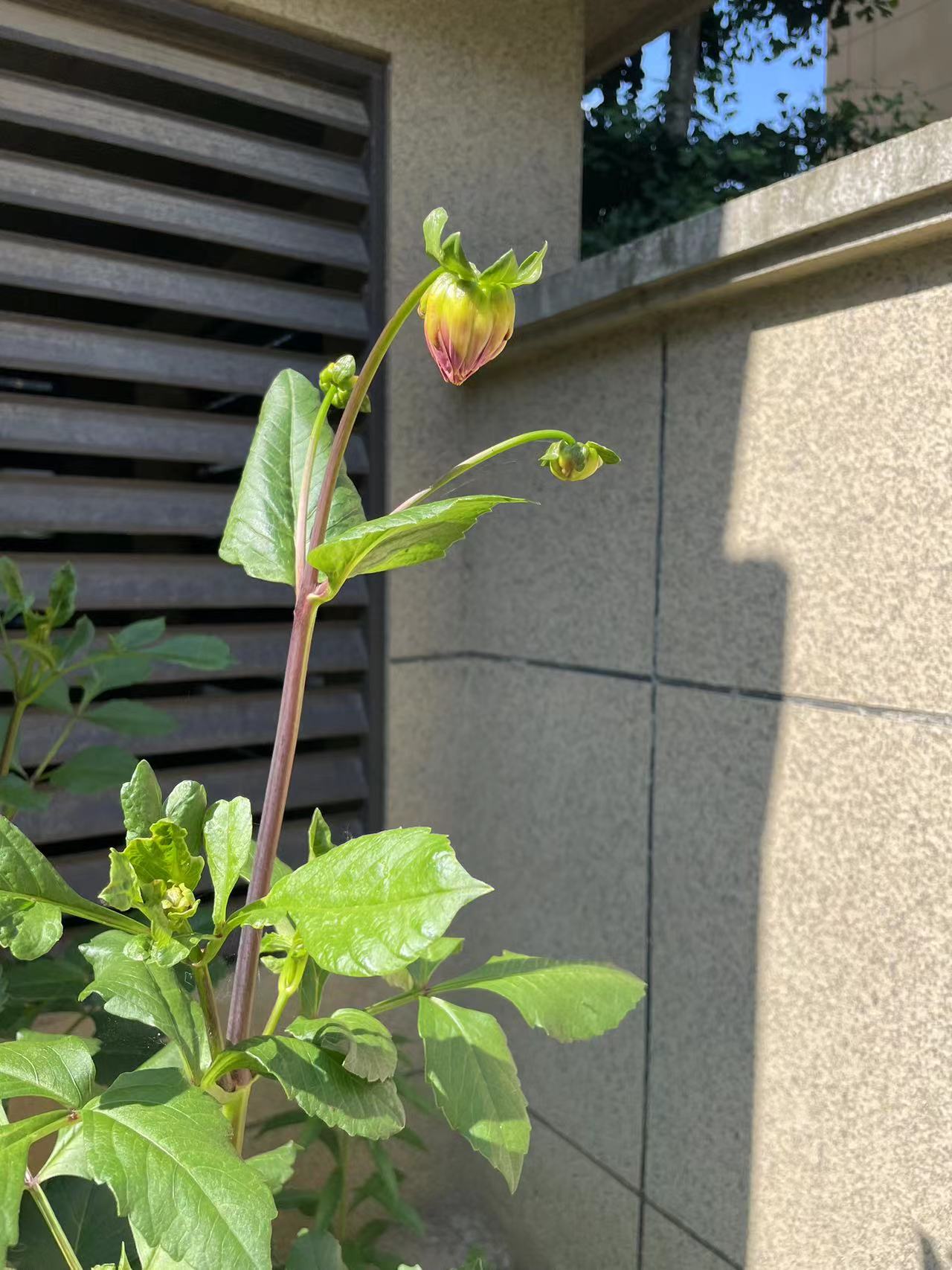 2023年06月07日 江海阔 投稿 拍摄于陕西
