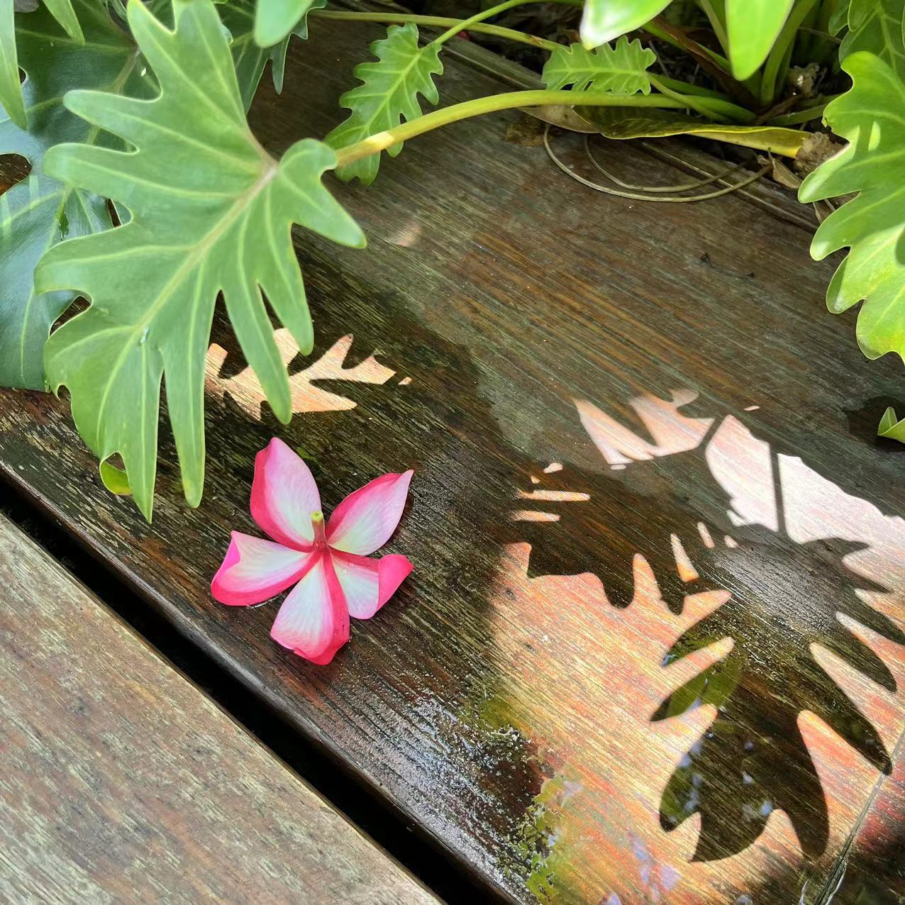 2023年06月20日 @夕远 投稿 拍摄于深圳